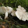 Calocybe gambosa, Maipilz